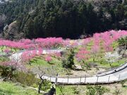 �����ԓ��̋��̎ʐ^3