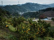 �����ό��݂���_���̎ʐ^2