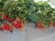 strawberryfarm VCx[̎ʐ^4