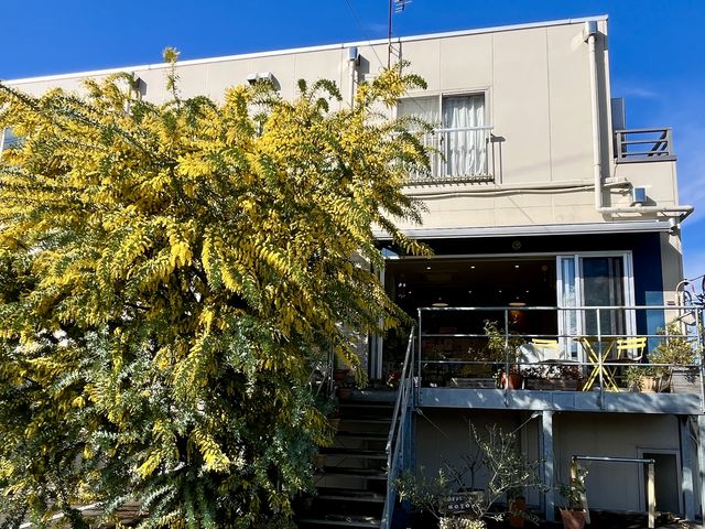 �J�t�F&�e���X2�K�����i���쉈���j�B�V���{���c���[�̃~���U�����J�i2~3���j_�J���g�i�[�W�������o�[�Y(�z���ƕ�����)