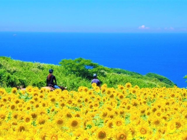 �J�i�f�B�A���L�����v�哇�q��