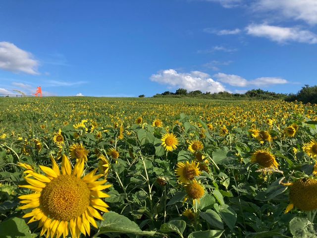 �J�i�f�B�A���L�����v�哇�q��