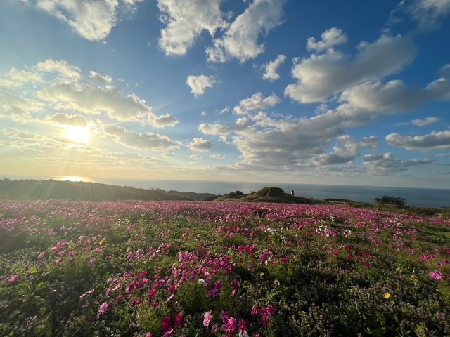 �J�i�f�B�A���L�����v�哇�q��