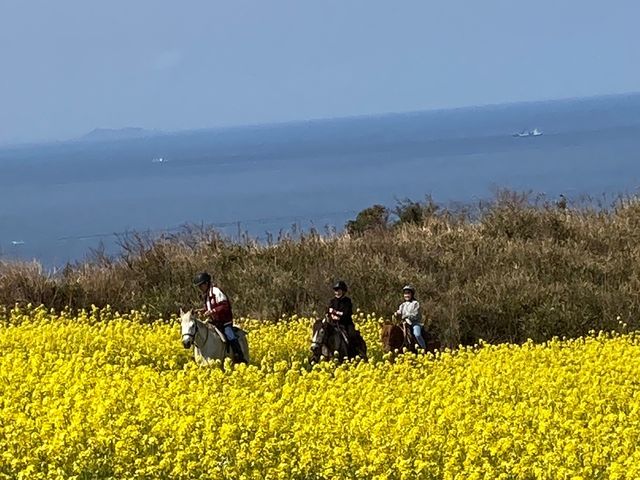 �J�i�f�B�A���L�����v�哇�q��