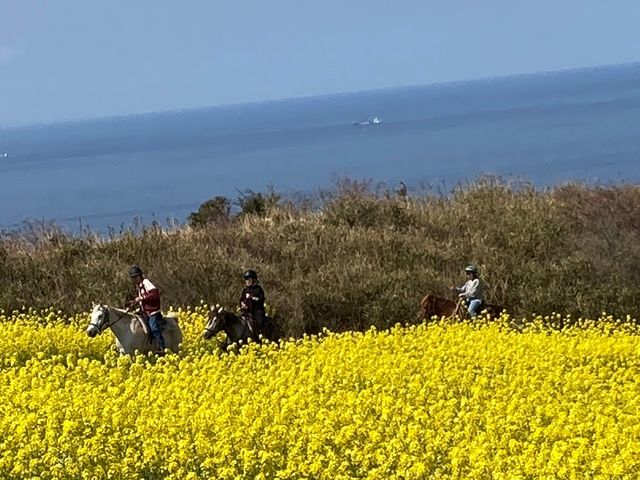 �J�i�f�B�A���L�����v�哇�q��