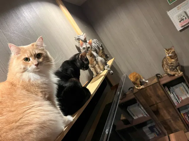 Cats House ねこや