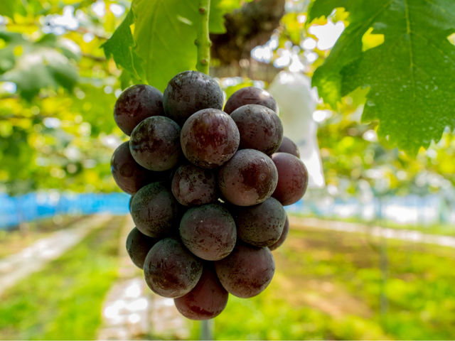 �s�I�[�l_���z�n�[���j�[�t�@�[��