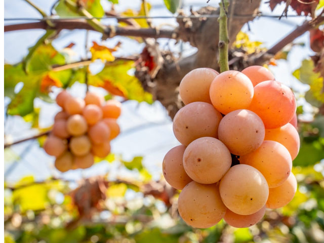 �N�C�[���j�[�i_���z�n�[���j�[�t�@�[��