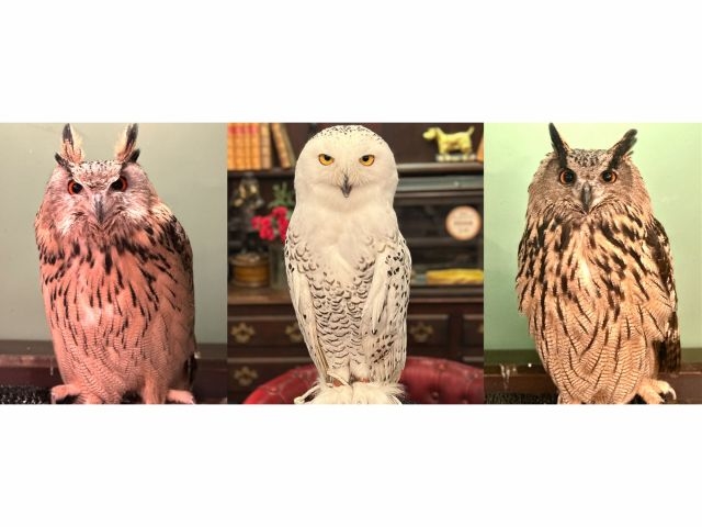 �ӂ��낤�J�t�F���q�i���킢���������̃~���[�W�A���j