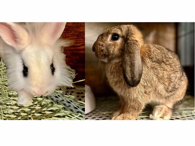 �ӂ��낤�J�t�F���q�i���킢���������̃~���[�W�A���j