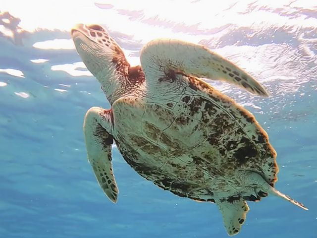 tida�c�A�[�Y