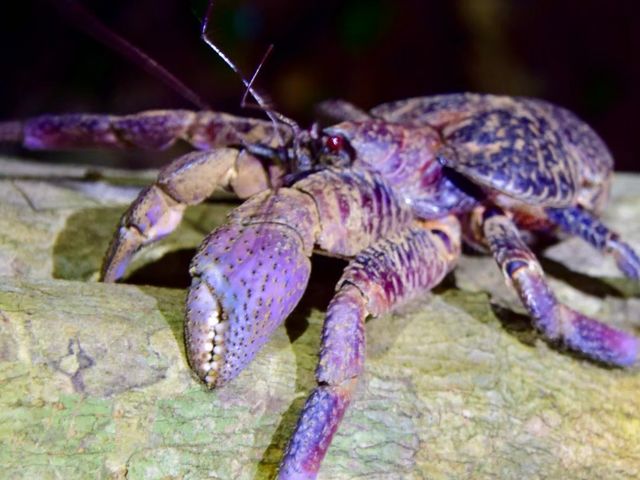 tida�c�A�[�Y