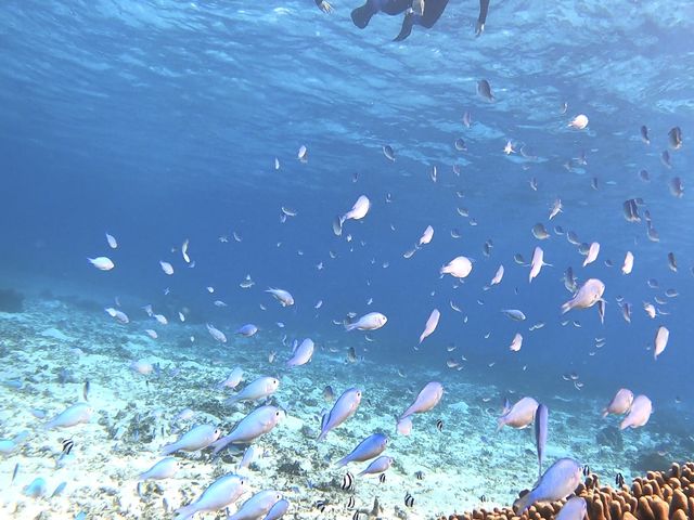 tida�c�A�[�Y