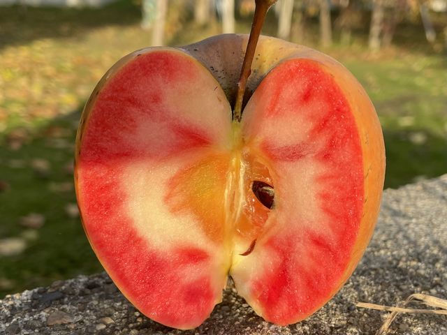 �����ɂ���ĐԂ����̂�񂲂��������܂�_���c��