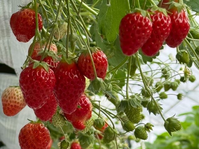 �R�{���|��������