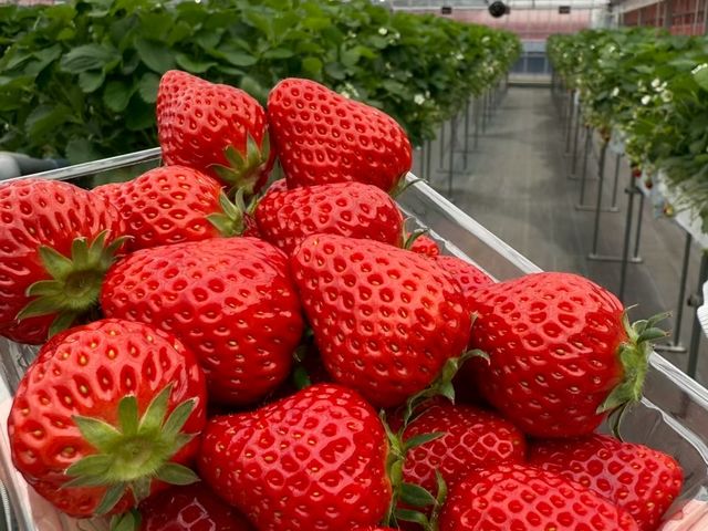 �R�{���|��������