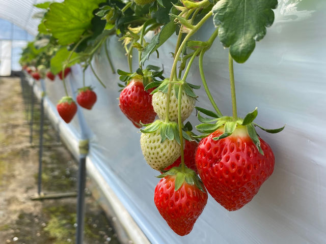 ���΃x���[��������