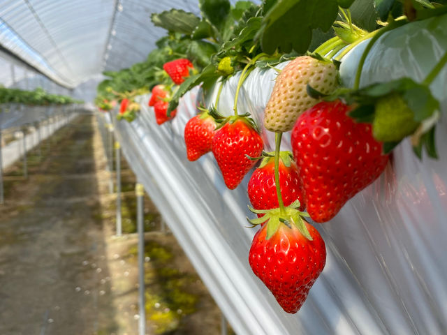 ���΃x���[��������