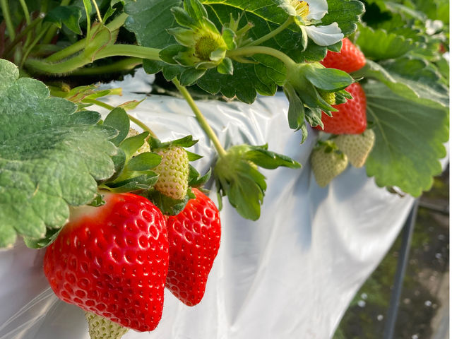 ���΃x���[��������