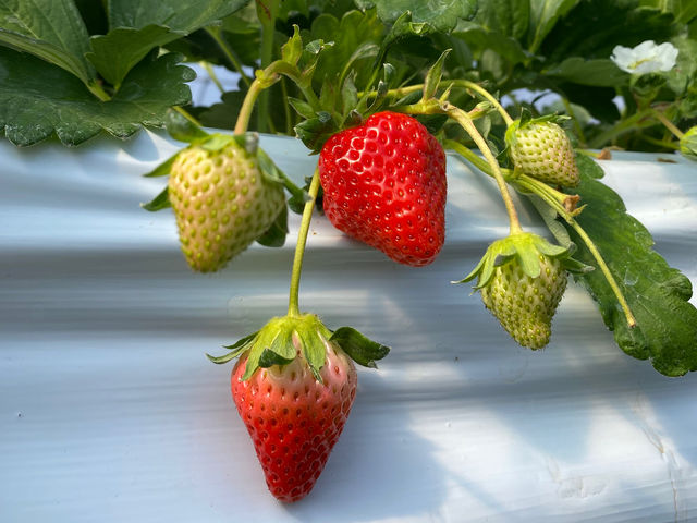 ���΃x���[��������