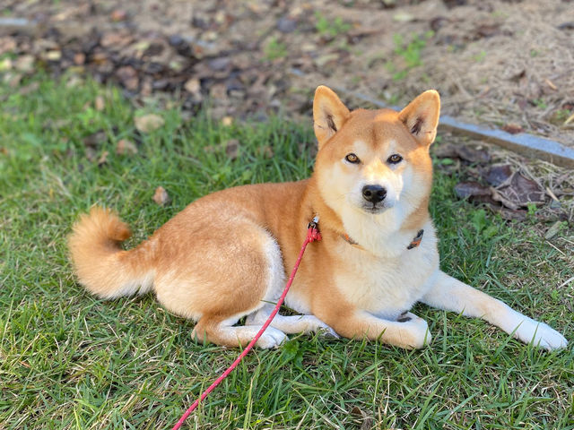 ���΃x���[��������