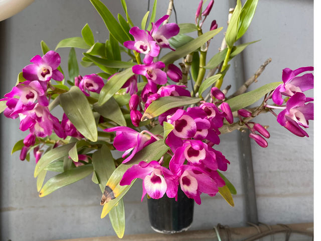 �q�삢������