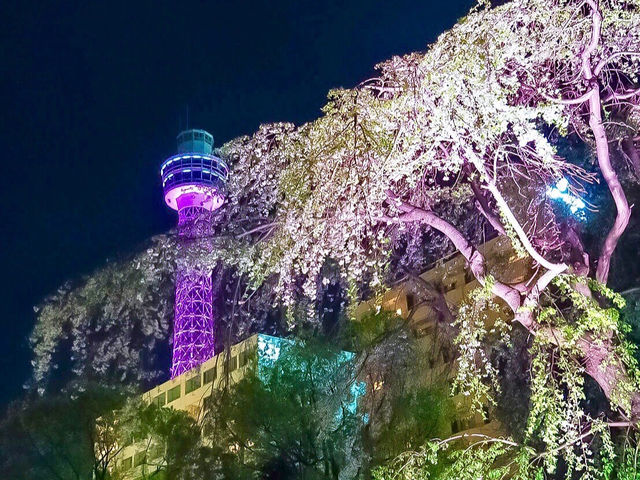 �͂Ȃ�I�X�ȏ����� �󑐗��僉�C�u�C���A�b�v���K���̎ʐ^1