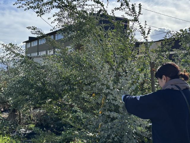 ���[�J���̎��n�́A7���`11���܂�_�F��ɂ��ɂ��_��