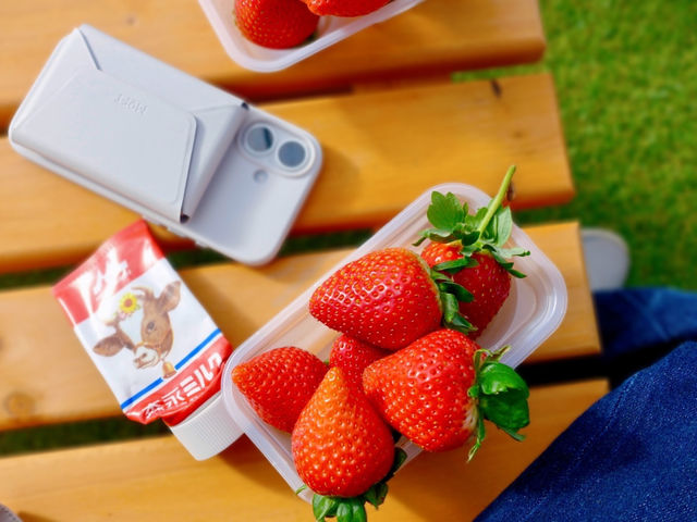 �����Ă�����肨�����オ�肢�������܂���_Strawberry Rabbit's