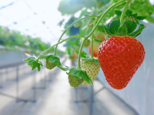 �����������n�E�X�̒��ŁA�������ƃC�`�S�������y���݂��������܂���_Strawberry Rabbit's