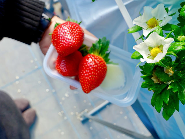 �D���ȕi����D���Ȃ���...����_Strawberry Rabbit's