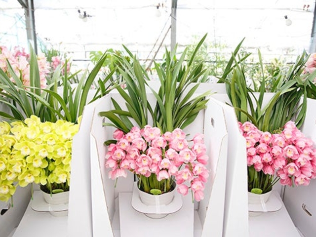 ����_���i�a�v�؊�����Ёj