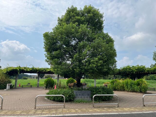 �򒬐������̎ʐ^1