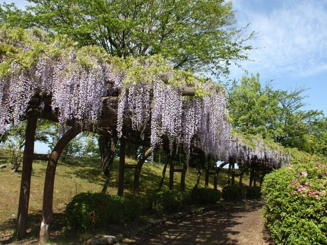 ���C�O���[���p�[�N�̎ʐ^1