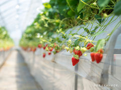 THE FARM ���󂢂������̎ʐ^1