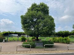 �򒬐������̎ʐ^1