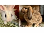 ���킢���������̃~���[�W�A���̎ʐ^3