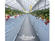 The Little Bee̎ʐ^2