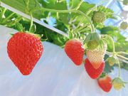 Strawberry Rabbit's̎ʐ^2