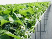 Strawberry Rabbit's̎ʐ^4