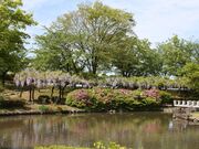 ���C�O���[���p�[�N�̎ʐ^2