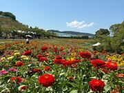 �x�c�юs�_�ƌ����T�o�[�t�@�[���̎ʐ^2