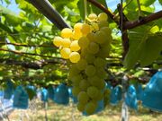 �x�c�юs�_�ƌ����T�o�[�t�@�[���̎ʐ^3