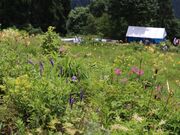 ���R���R�A�����̎ʐ^3