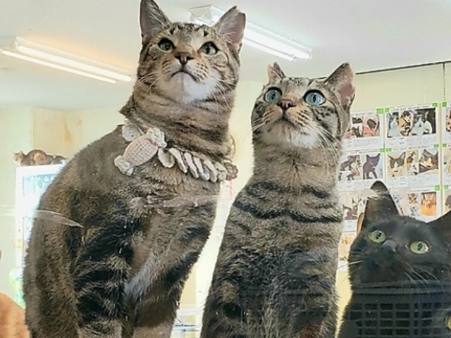 �L�J�t�F �a���L�{�܂̎ʐ^1