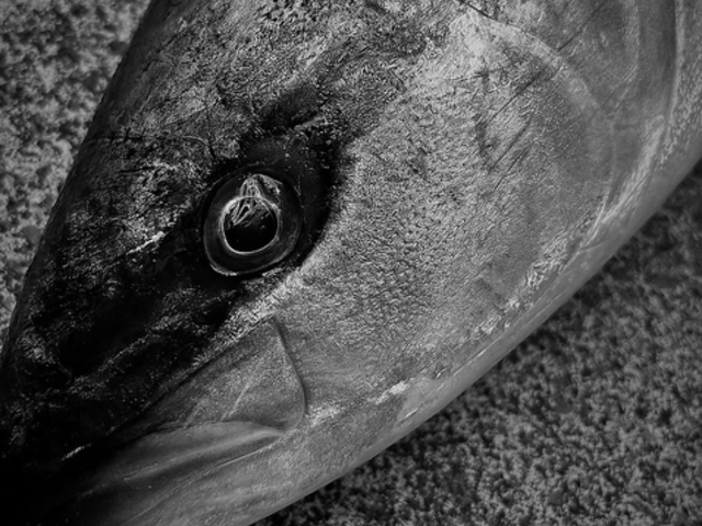 FISHMAN KITCHEN�̎ʐ^1