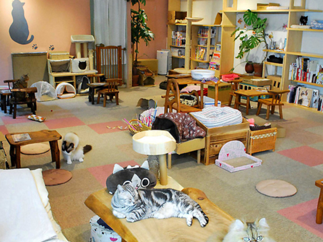 catcafe Cateriam LbgJtF LeA̎ʐ^1