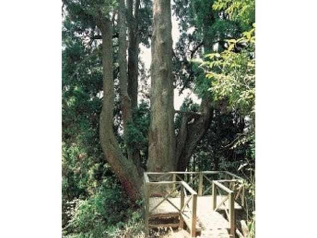 ��a�̐X�V����