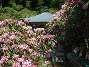 ���􎛂̐Γ�Ԃ̎ʐ^1