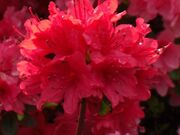 ��[�����̂��̎ʐ^2